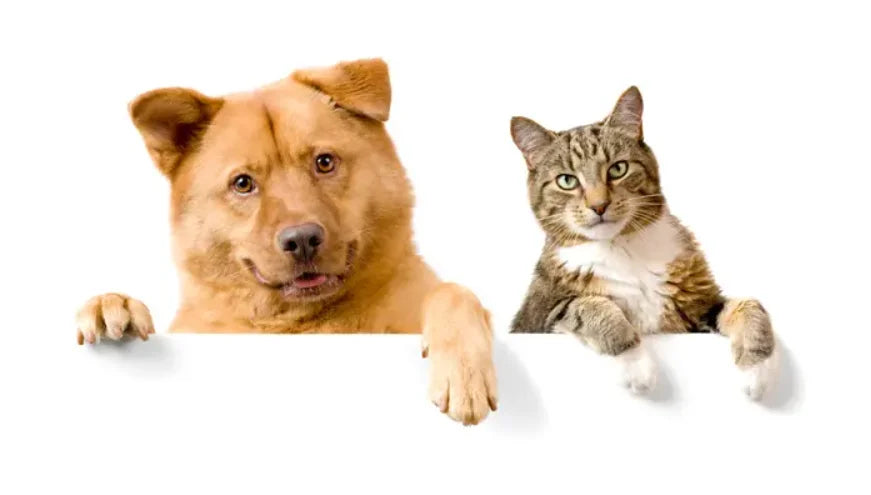 Pet grooming and hygiene products, pet grooming accessories